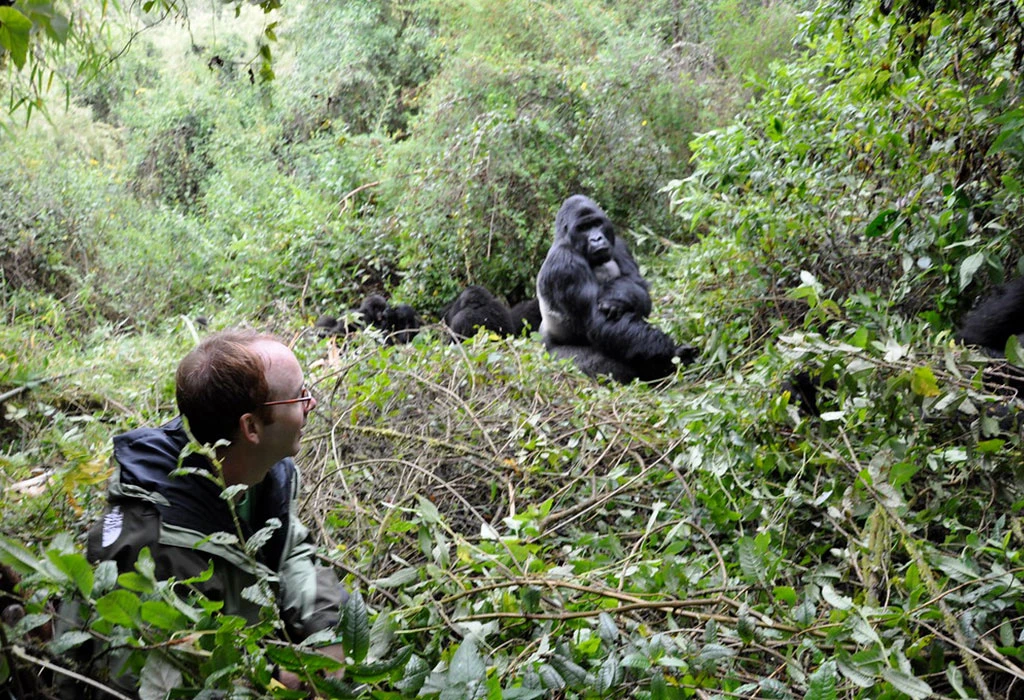 Mountain gorilla family in Volcanoes National Park Rwanda