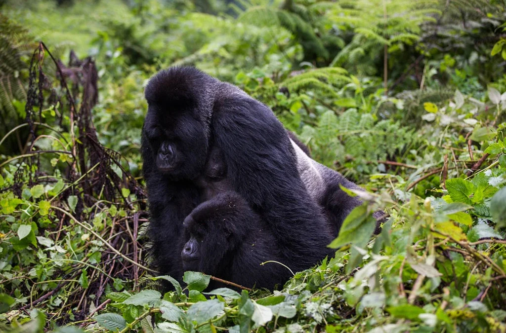 Gorilla Trekking with Kids — What You Should Know