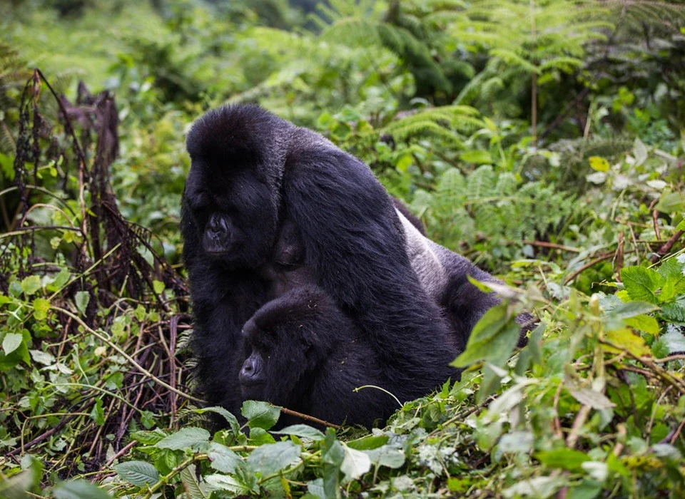 Gorilla Trekking with Kids — What You Should Know