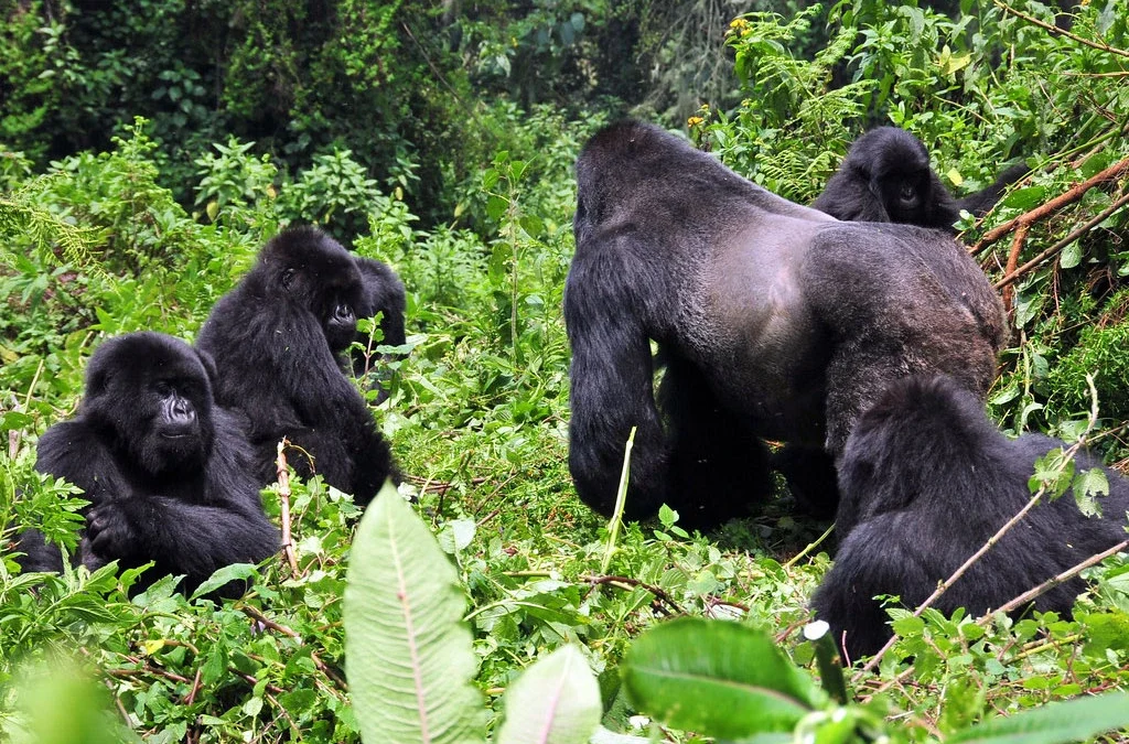 How to Book a Rwanda Gorilla Safari from Norway