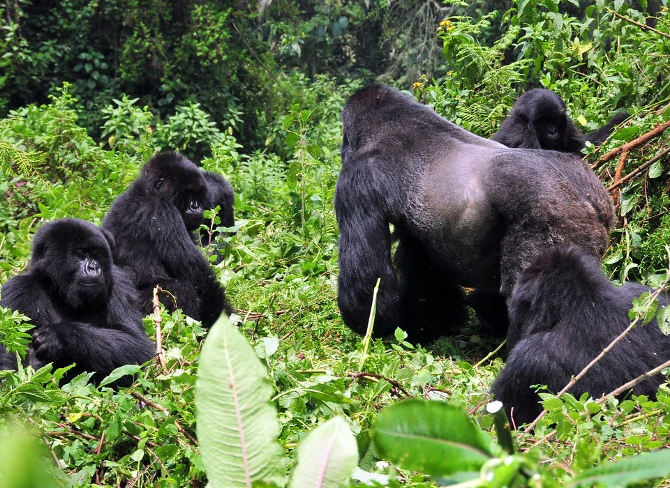 How to Book a Rwanda Gorilla Safari from Norway