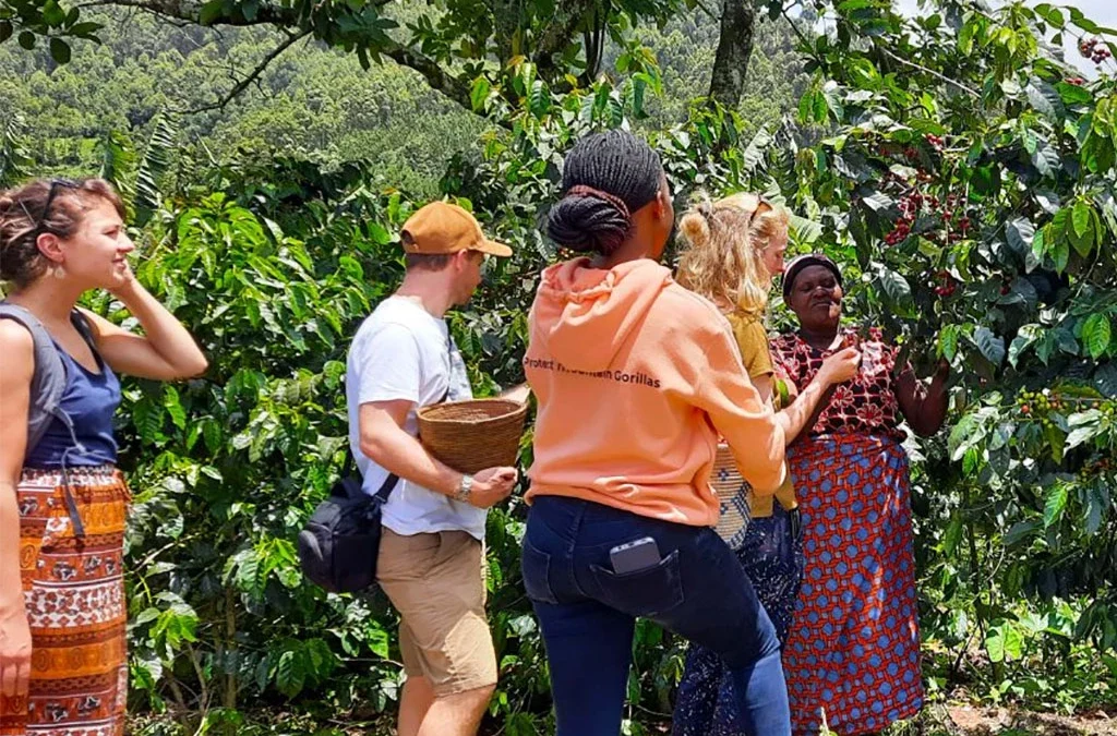 How to Combine Uganda Gorilla & Coffee Tour