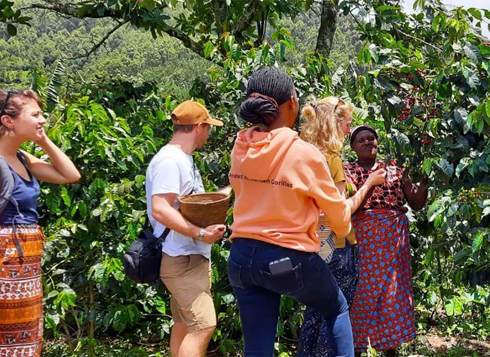 How to Combine Uganda Gorilla & Coffee Tour