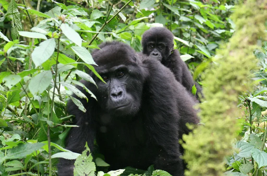 Low-Season Discounted Gorilla Permits in Uganda