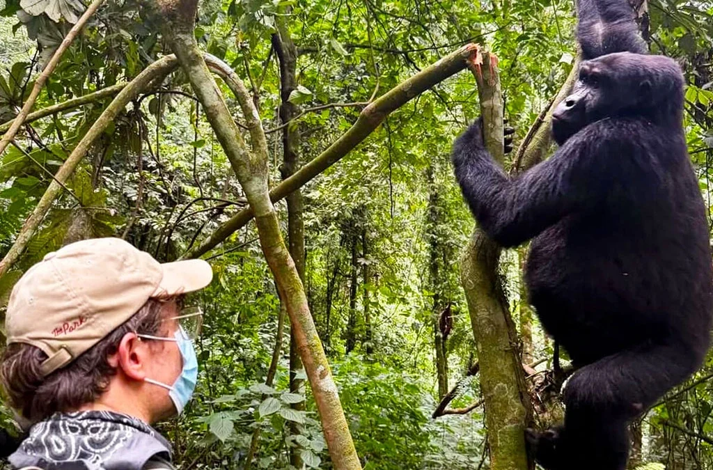 Luxury Rwanda Gorilla Safari Guide for US Travelers
