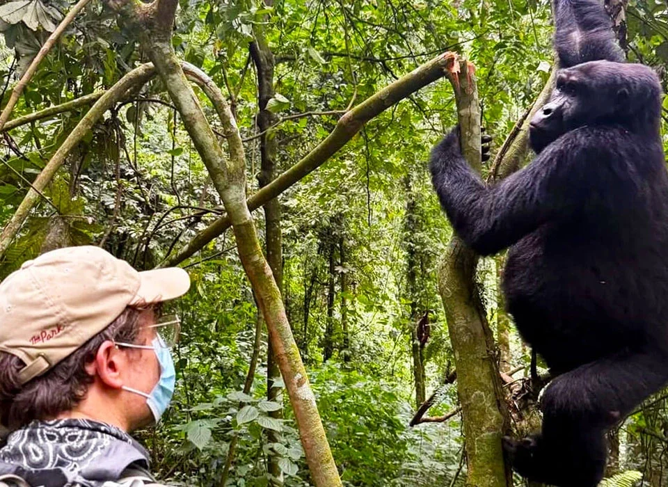 Luxury Rwanda Gorilla Safari Guide for US Travelers