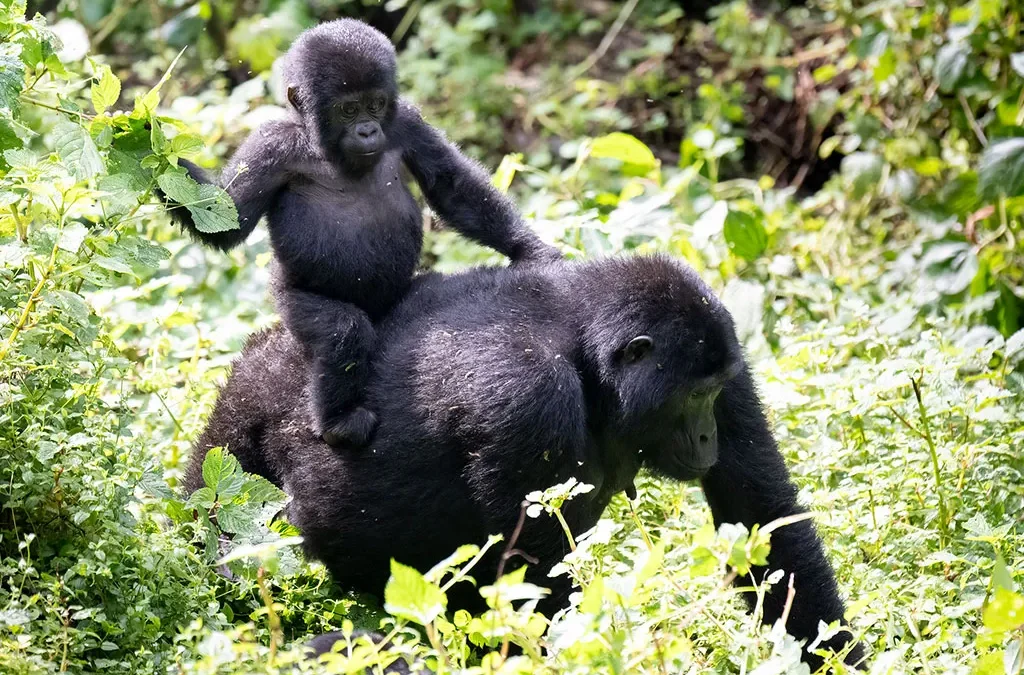 Ruhija or Rushaga Sector - Where Trek Gorillas in Bwindi
