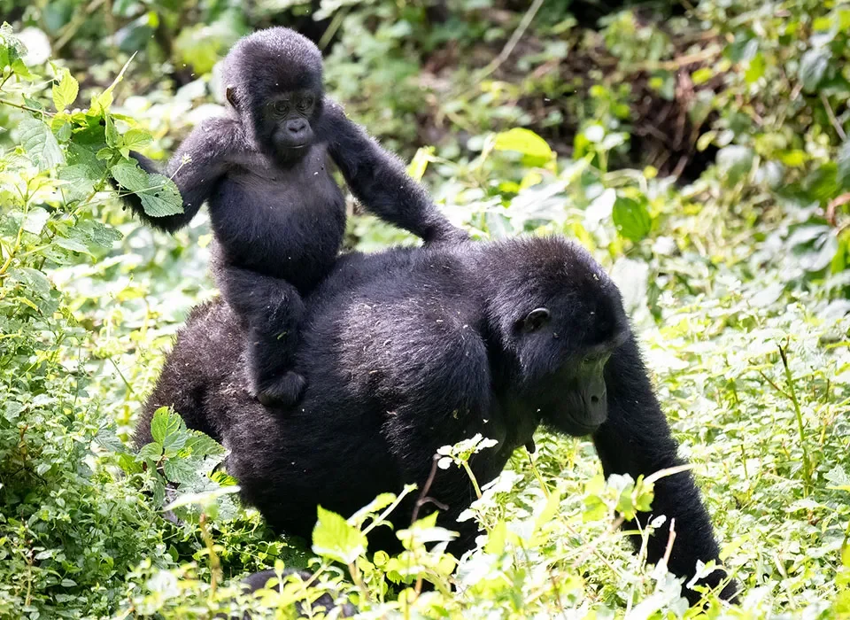 Ruhija or Rushaga Sector - Where Trek Gorillas in Bwindi