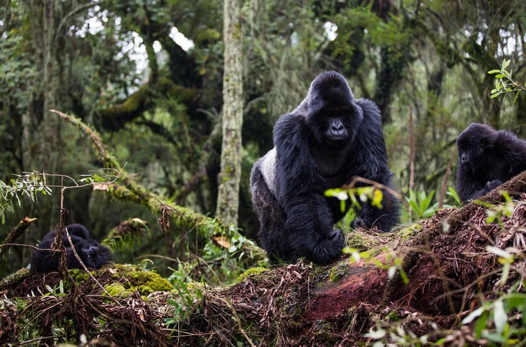Rwanda Gorilla Trek from Kenya