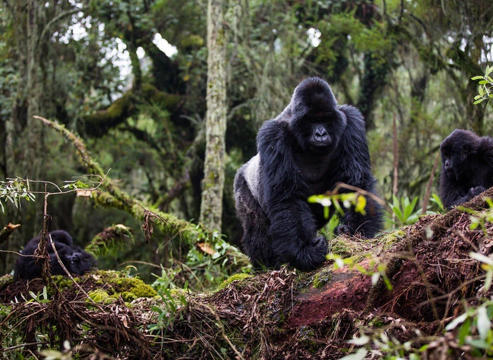 Rwanda Gorilla Trek from Kenya