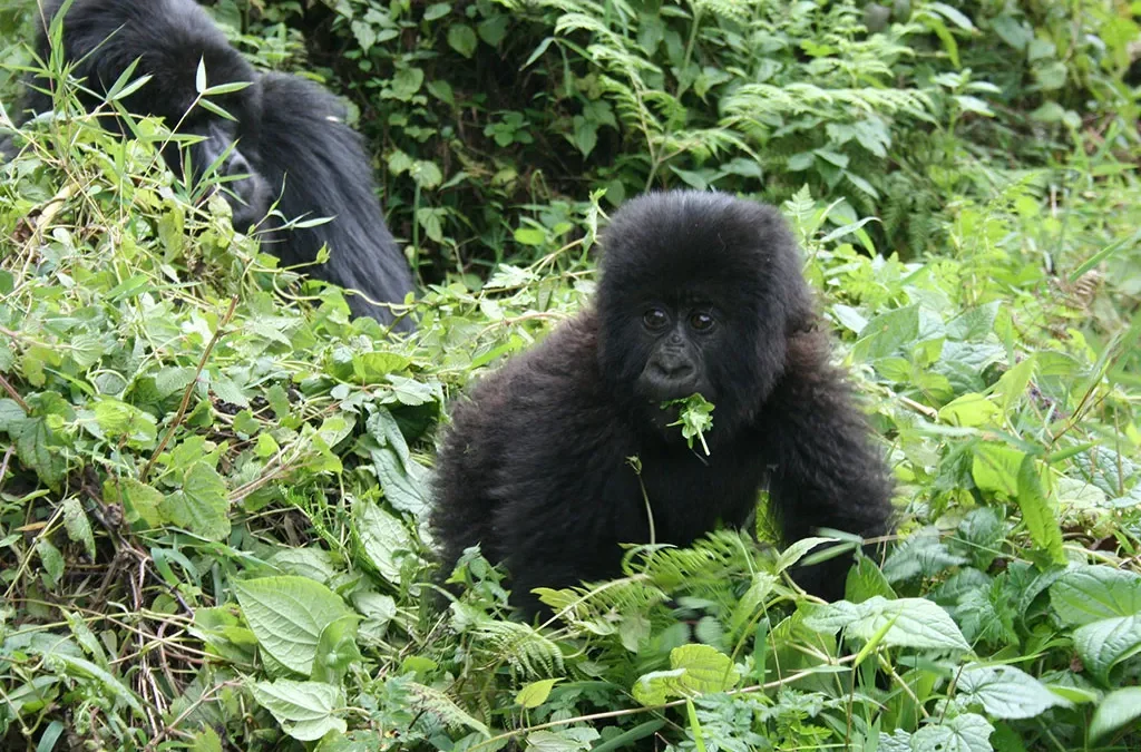 The Cost of Uganda Gorilla Trekking in 2027