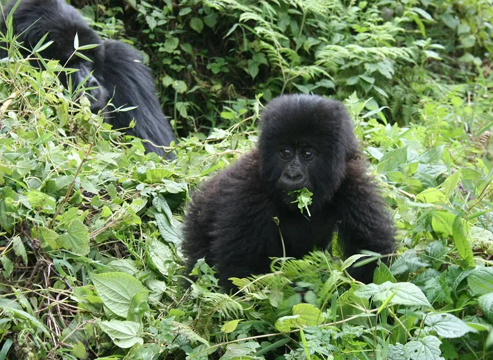 The Cost of Uganda Gorilla Trekking in 2027