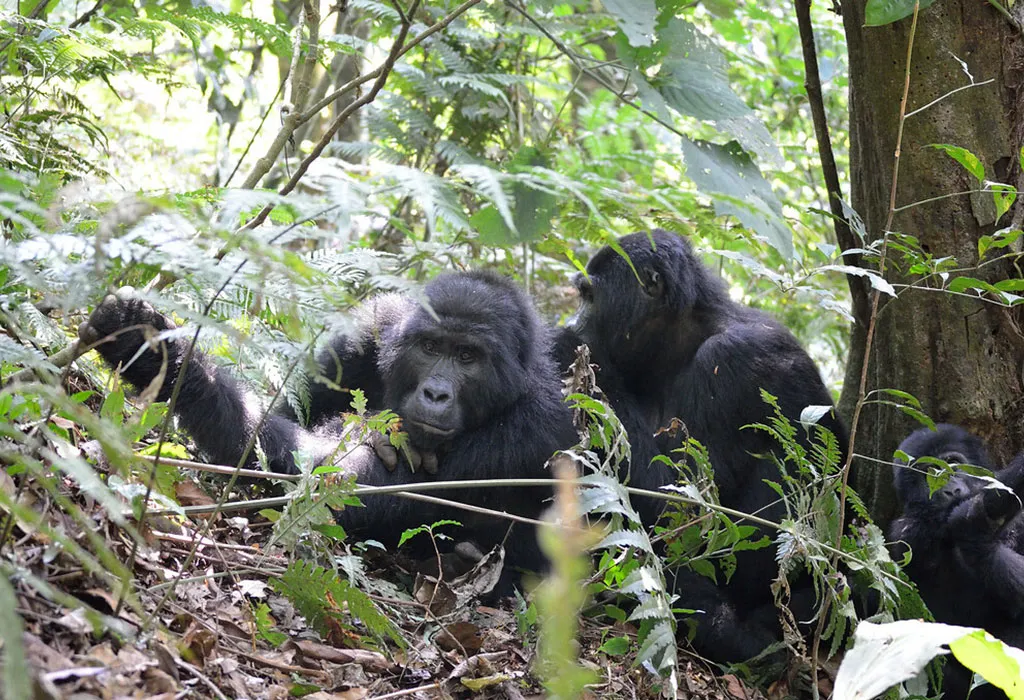 Why Visit Bwindi Impenetrable National Park