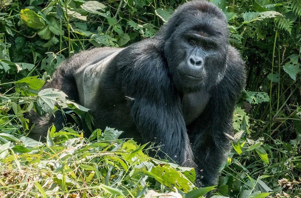 10-Day Uganda Primates Safari