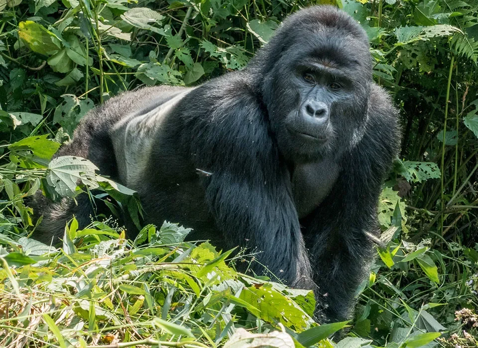 10-Day Uganda Primates Safari