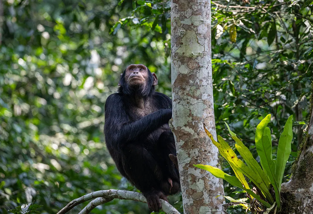 Chimpanzee Trekking as an Extension of Rwanda Gorilla Trekking Safaris