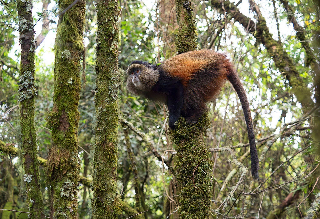 Golden Monkey Trekking in Volcanoes National Park