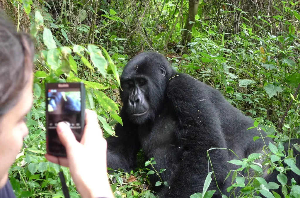 Cost of 1-Day Gorilla Trekking in Bwindi from Kigali