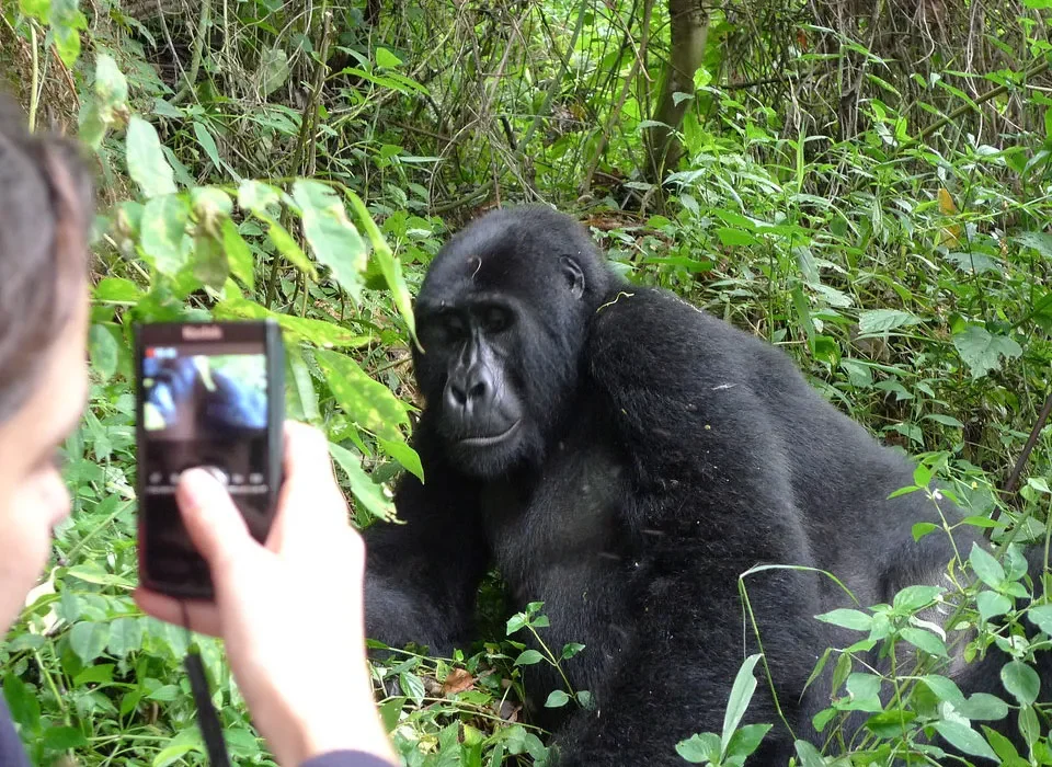 Cost of 1-Day Gorilla Trekking in Bwindi from Kigali