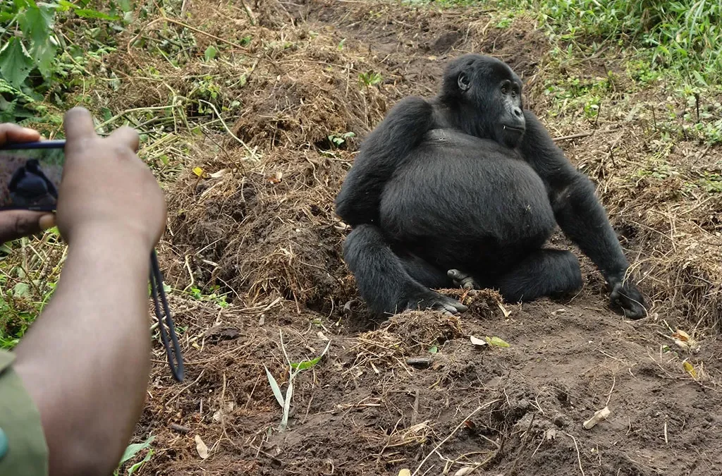 Gorilla Trekking in Uganda on Business Safari
