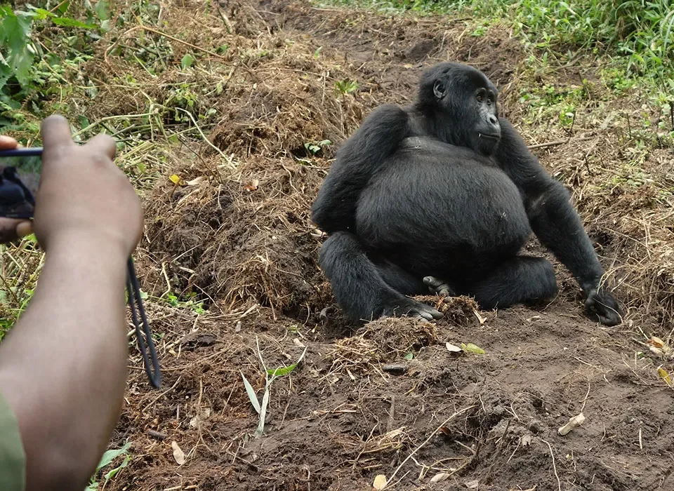 Gorilla Trekking in Uganda on Business Safari