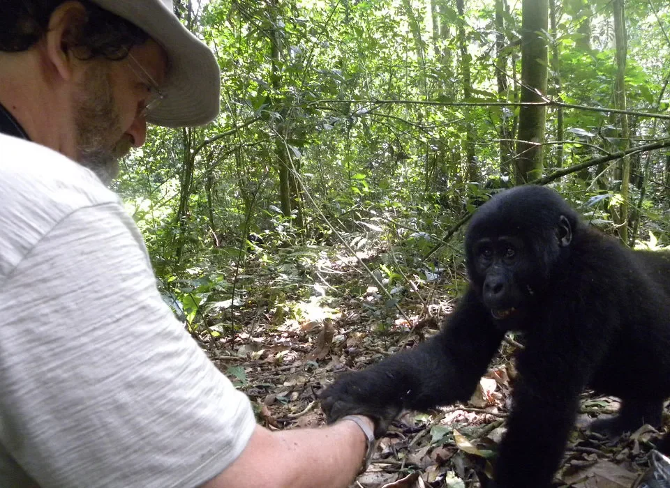 Is Gorilla Trekking Cheaper in Uganda or Rwanda