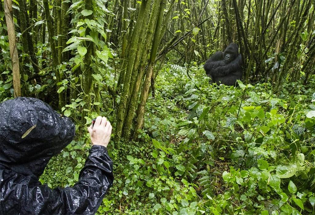 Photography Tips for Gorilla Trekking in Rwanda