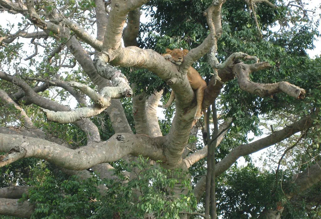 Tree Climbing Lions of Ishasha Sector