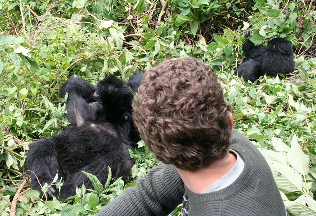 Uganda Gorilla Trekking Safaris