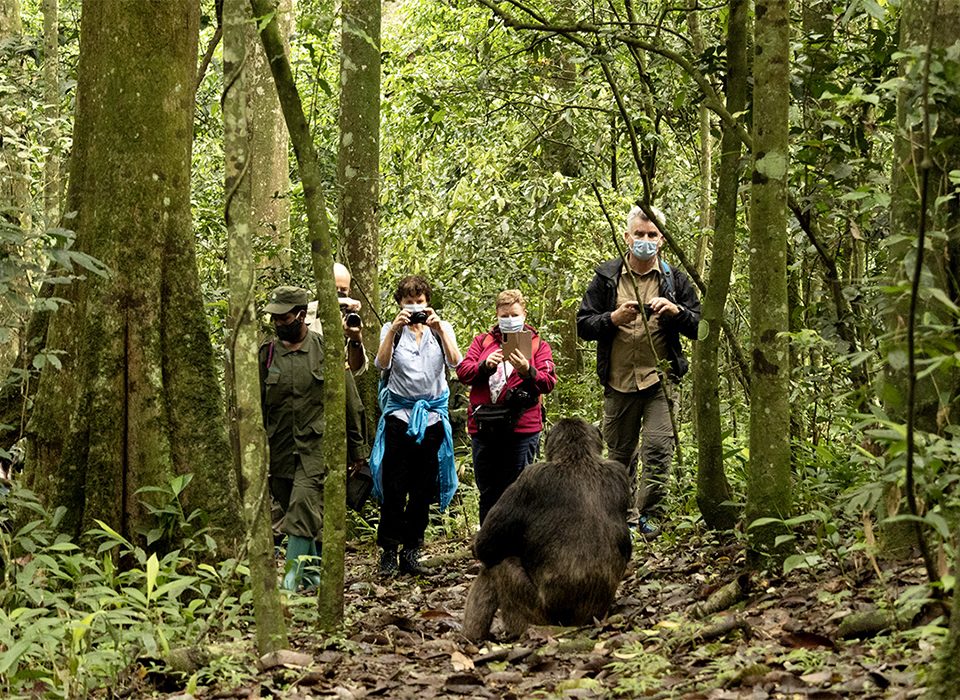 3-day chimpanzee trekking in Uganda cost