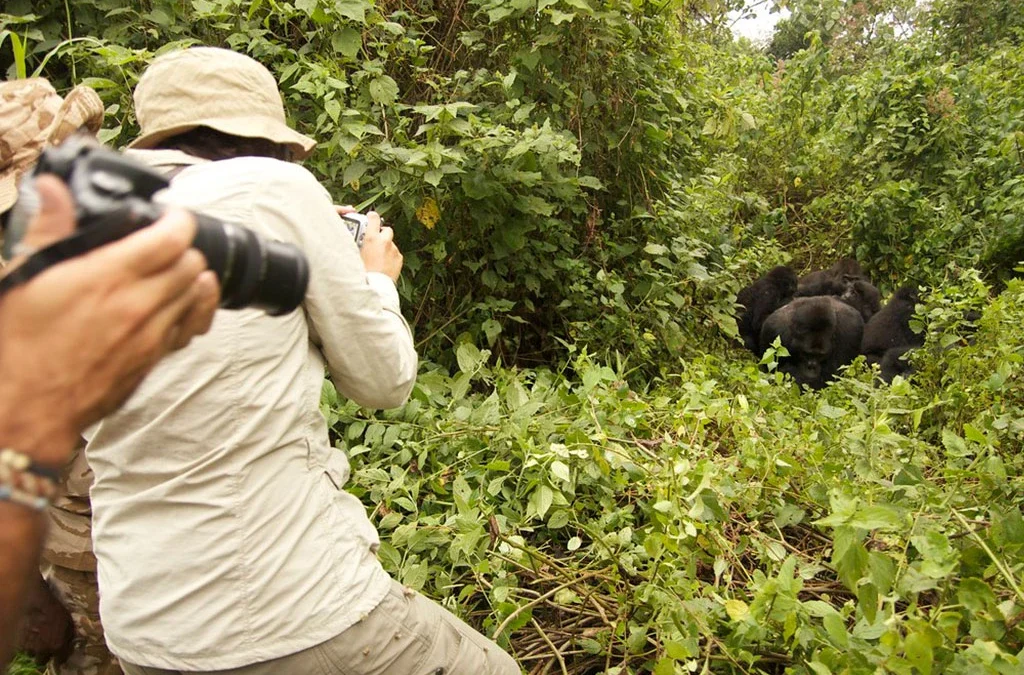 7-Day Uganda Gorilla and Chimpanzee Safari