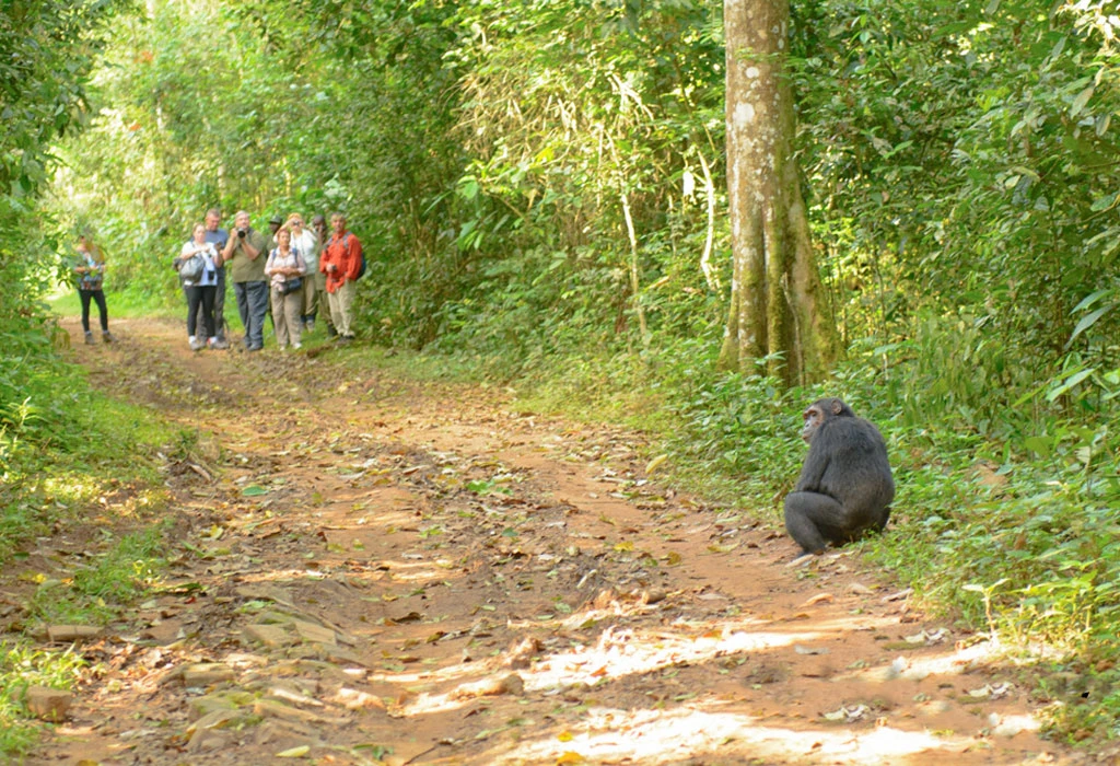 7-Day Uganda Gorilla & Chimpanzee Safari
