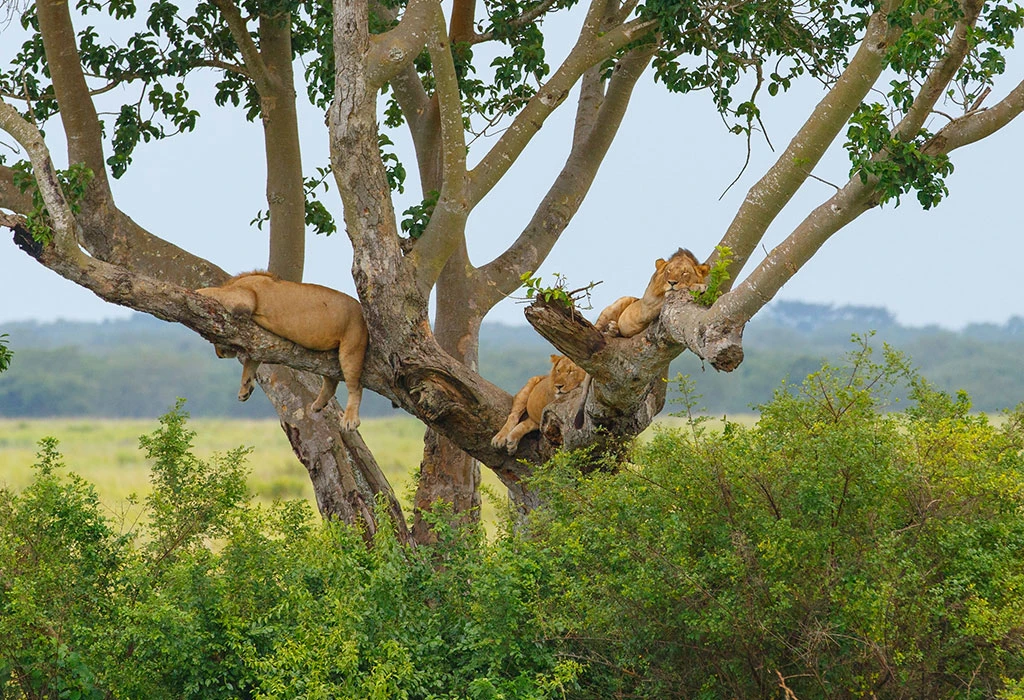 Classic Wildlife to Your Uganda Primate Safari in Queen Elizabeth