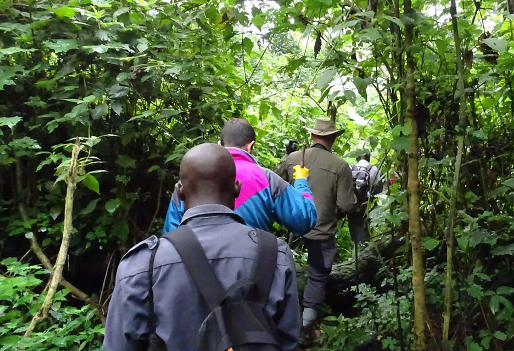 Gorilla Trekking Duration, Difficulty and Preparation