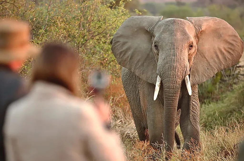 Kenya and Uganda Safari Itinerary: 12 & 17-Day Tours