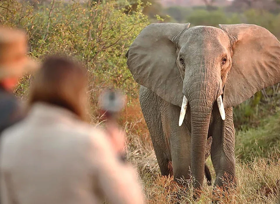 Kenya and Uganda Safari Itinerary: 12 & 17-Day Tours