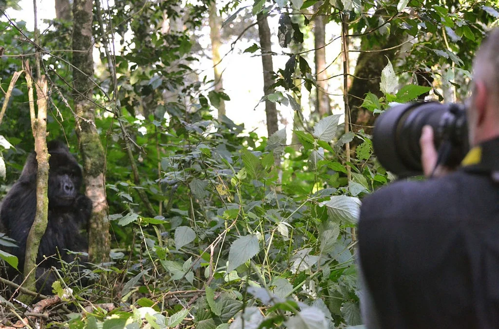 Kigali to Bwindi The Ultimate Journey to Uganda's Gorillas