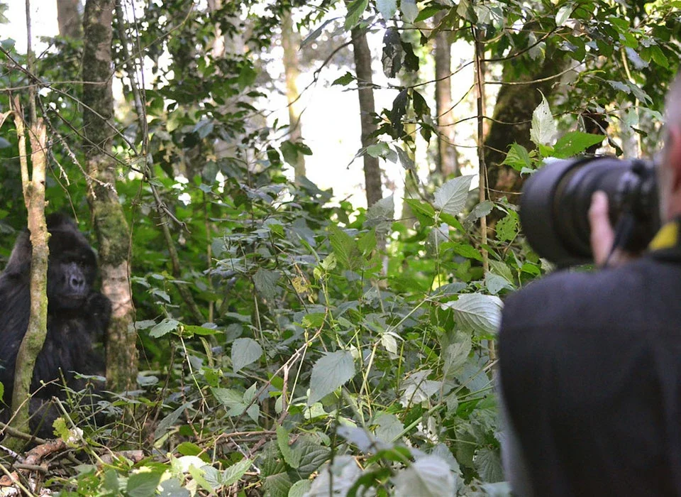 Kigali to Bwindi The Ultimate Journey to Uganda's Gorillas