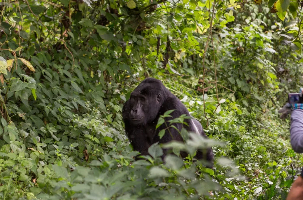 Uganda Gorilla Trekking in Peak Season: Costs, Permits & Booking Tips