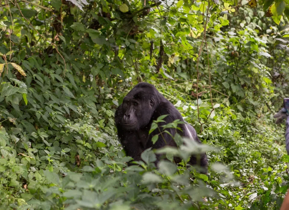 Uganda Gorilla Trekking in Peak Season: Costs, Permits & Booking Tips