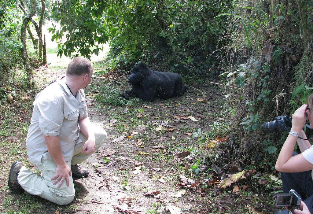 Why Choose a 7-Day Uganda Gorilla and Chimpanzee Safari
