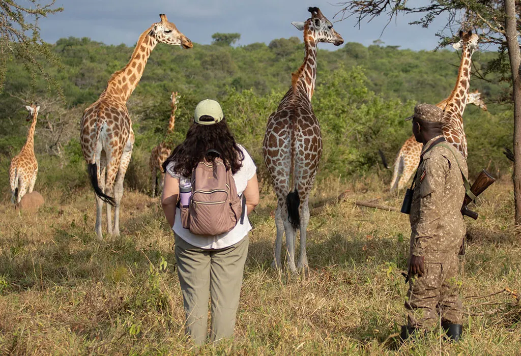 Tourist and armed park ranger standing close to a group of Rothschild's giraffes in open bushland