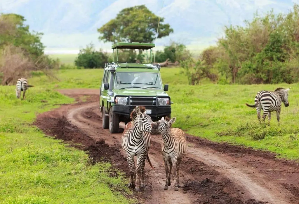 BGreen safari vehicle with a pop-up roof on a dirt track, with zebras standing in the road and grazing nearby