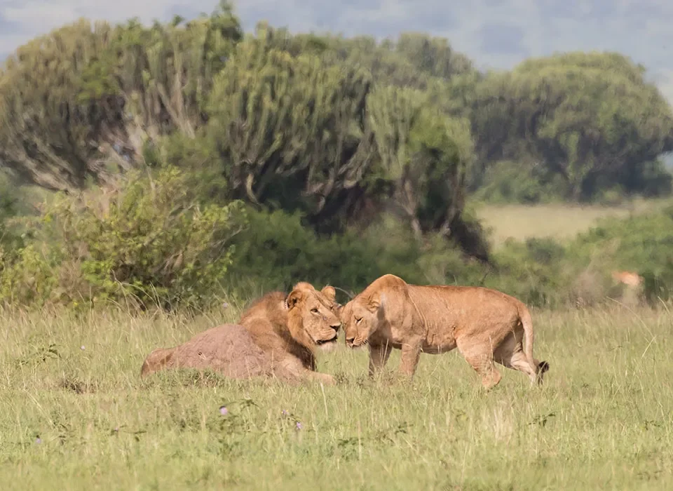 3-Day Queen Elizabeth Park Safari: Itinerary, Cost & Complete Planning Guide