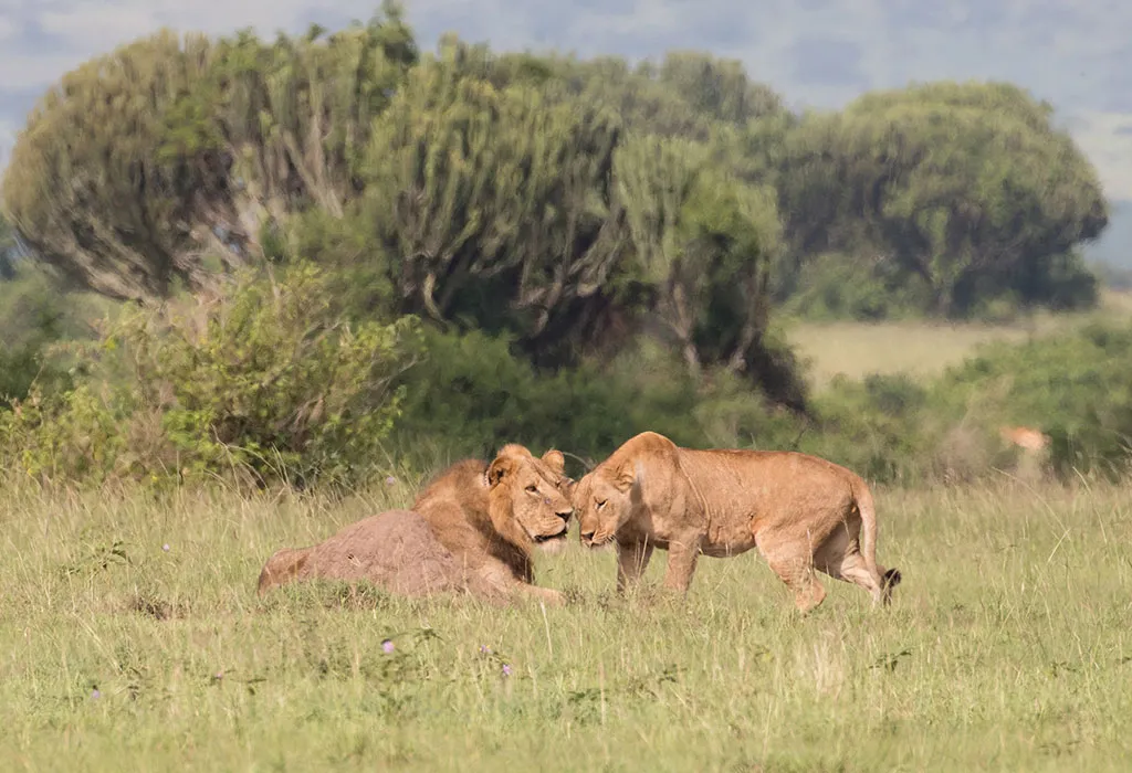 3-Day Queen Elizabeth Park Safari: Itinerary, Cost & Complete Planning Guide