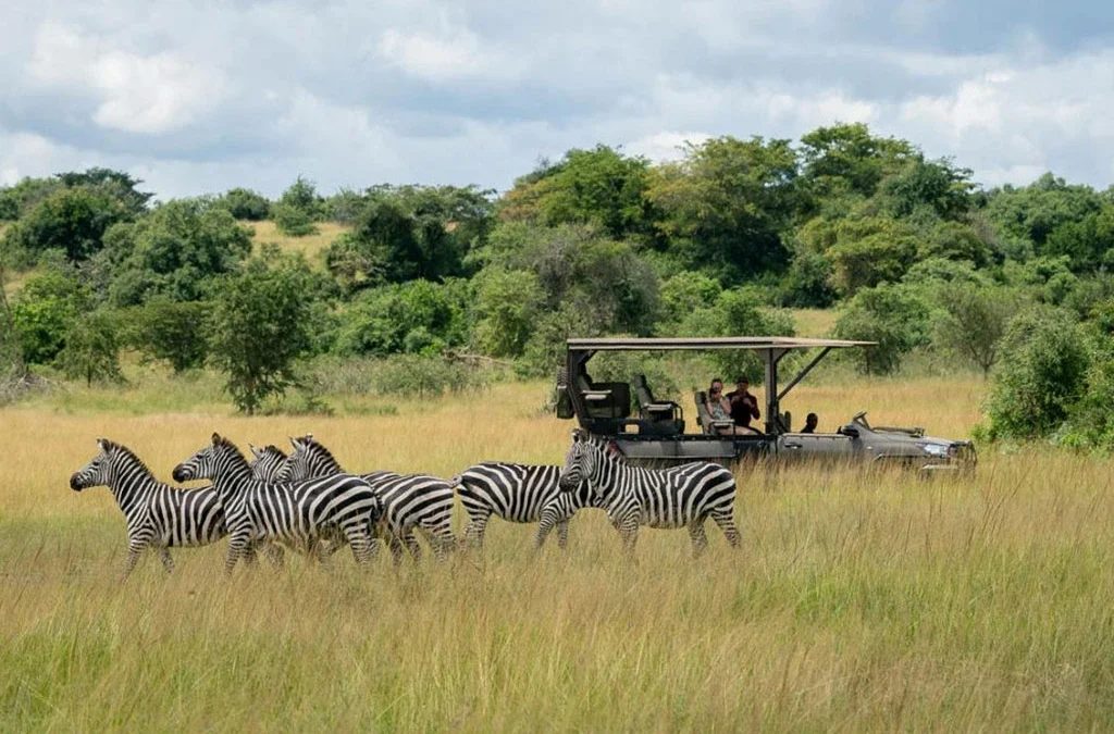 The Cost of a 2-Day Akagera Safari: Prices, Inclusions and Booking Guide