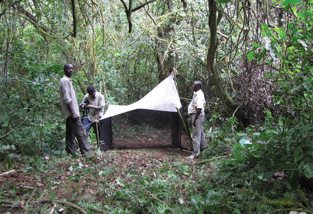 Discover Bururi's Highland Forests
