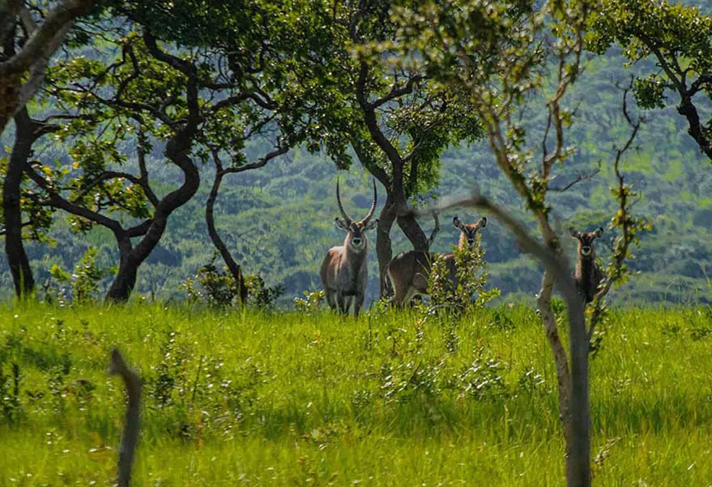 Discover Ruvubu National Park-Safari in Burundi