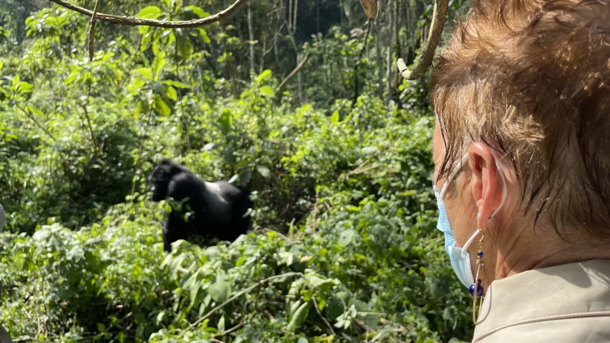 Gorilla Trekking Cost for Sole Travellers in Uganda: The Complete Price Guide