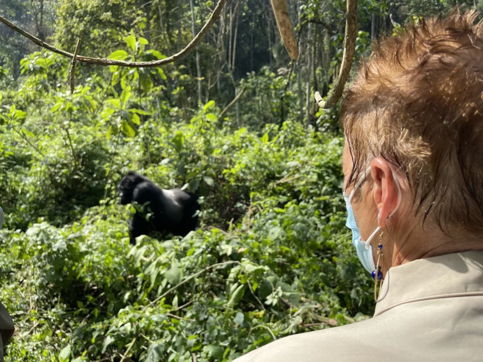 Gorilla Trekking Cost for Sole Travellers in Uganda: The Complete Price Guide